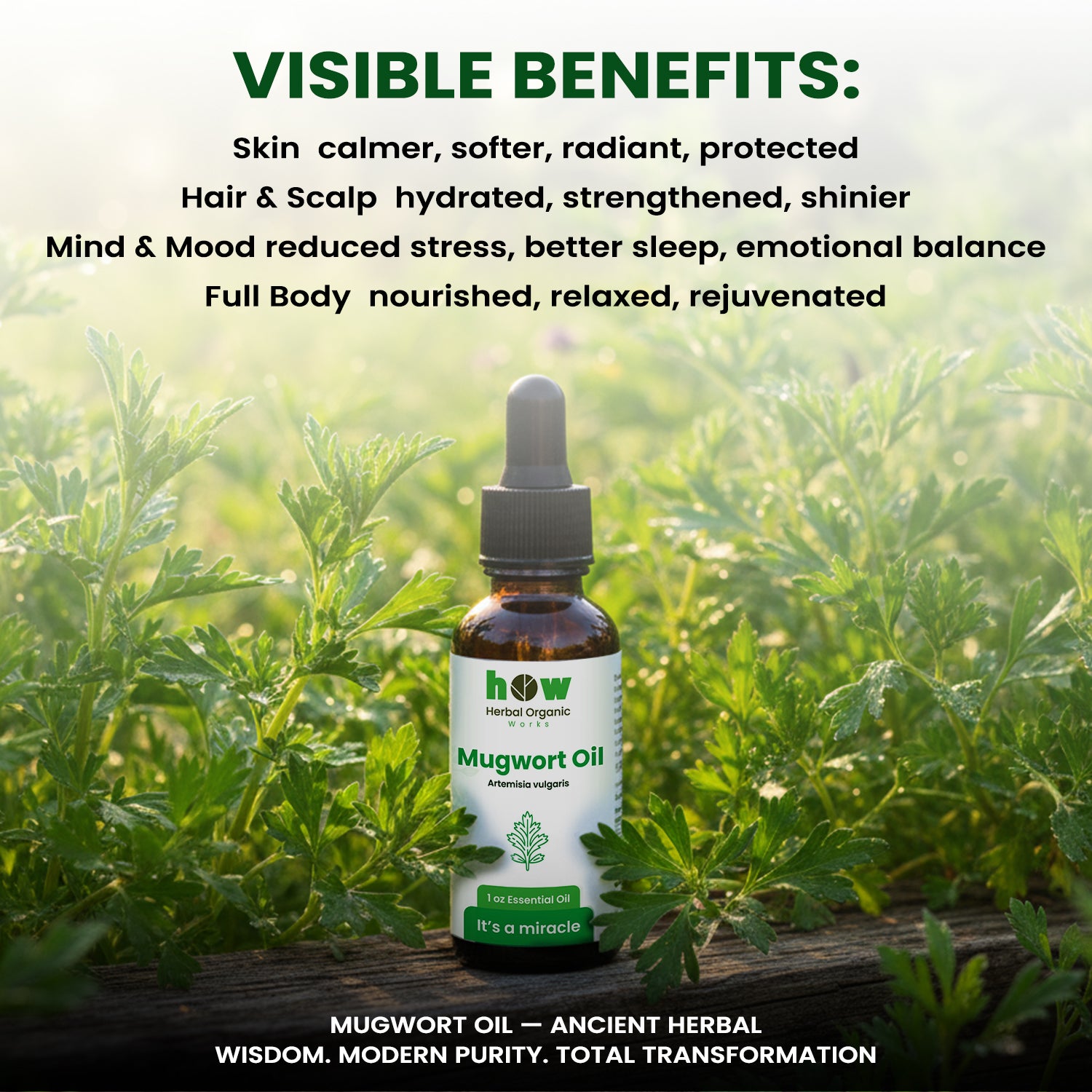 Mugwort oil benefits