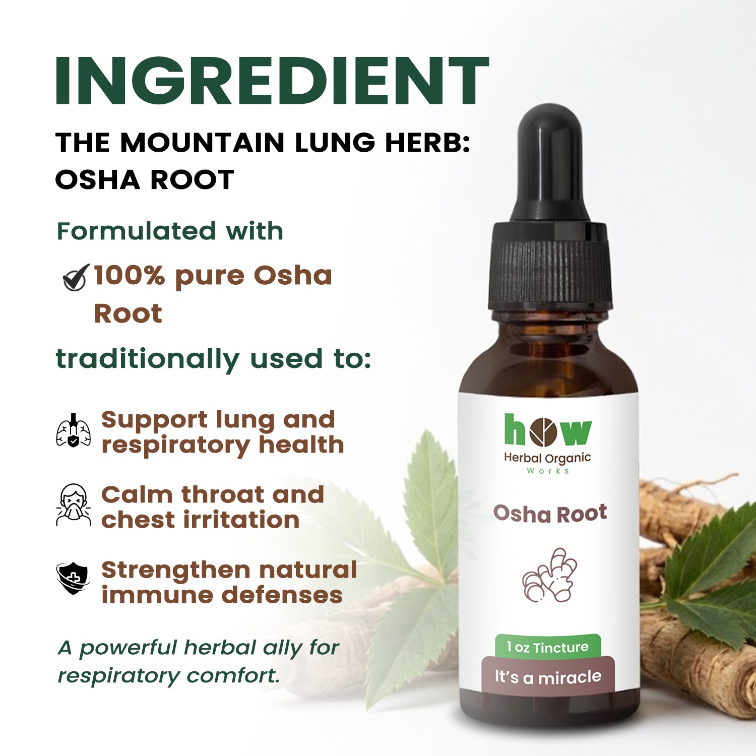 Osha Root extract ingredients