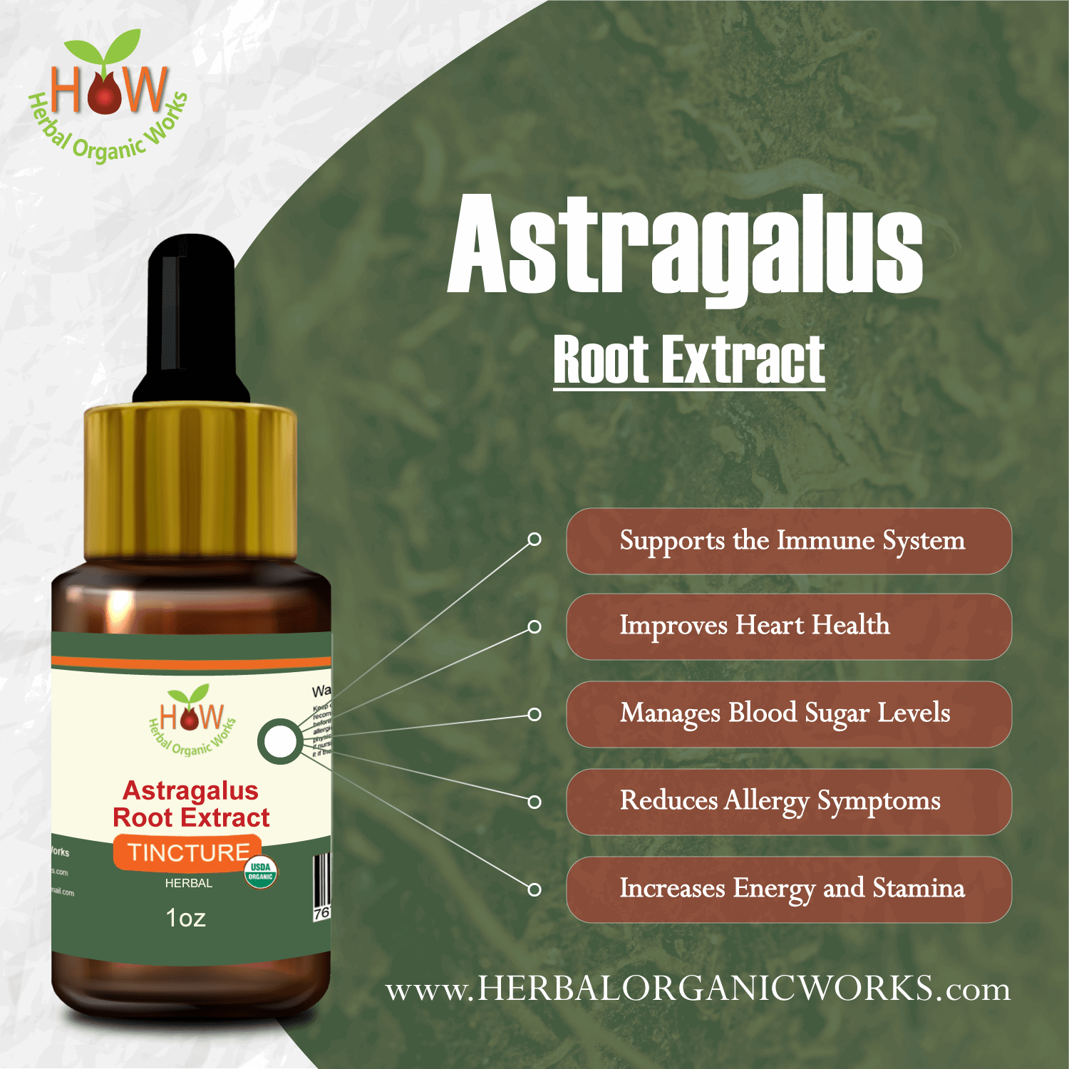 Astragalus