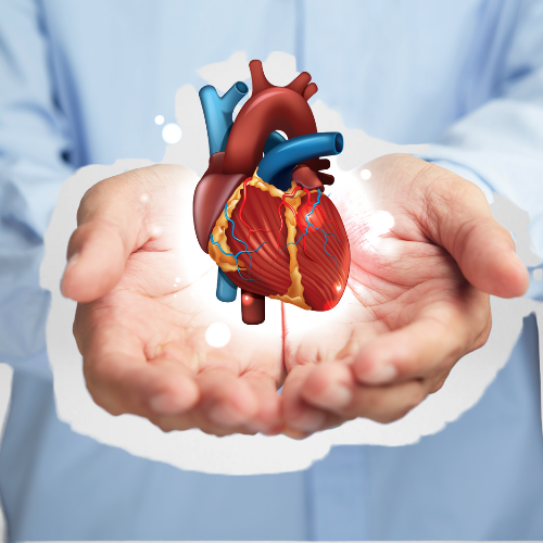 Heart Function