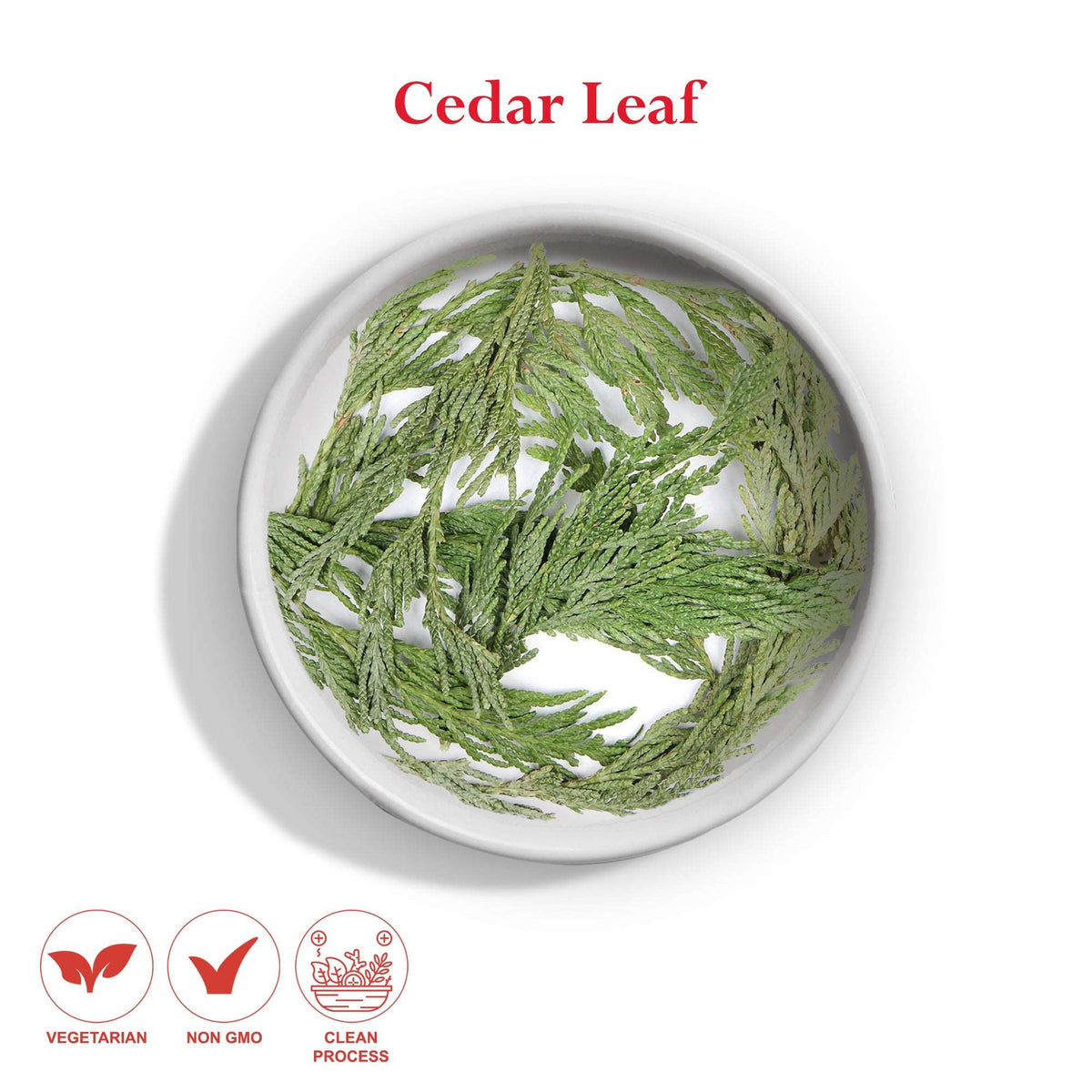 Cedar Leaf