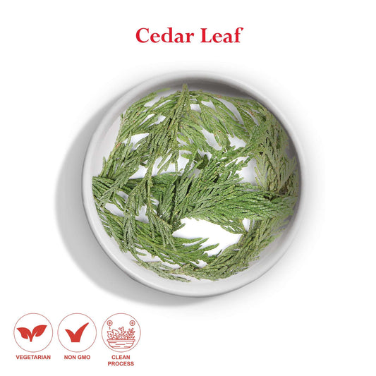Cedar Leaf