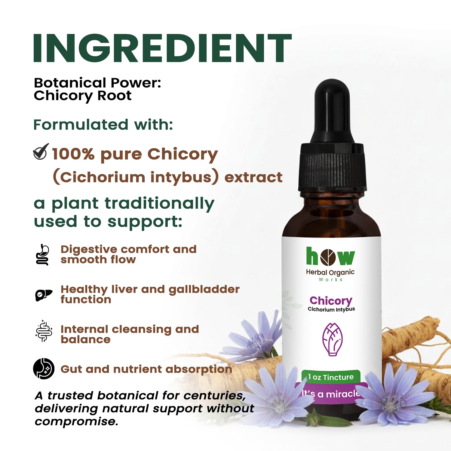 Chicory Tincture ingredients