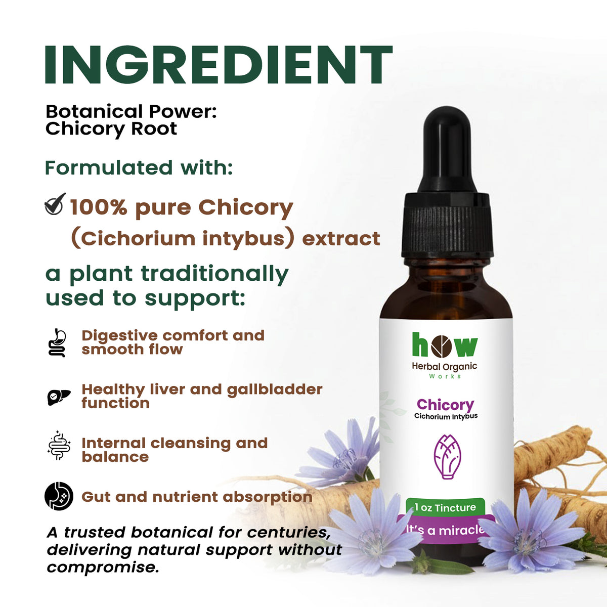 Chicory Tincture ingredients