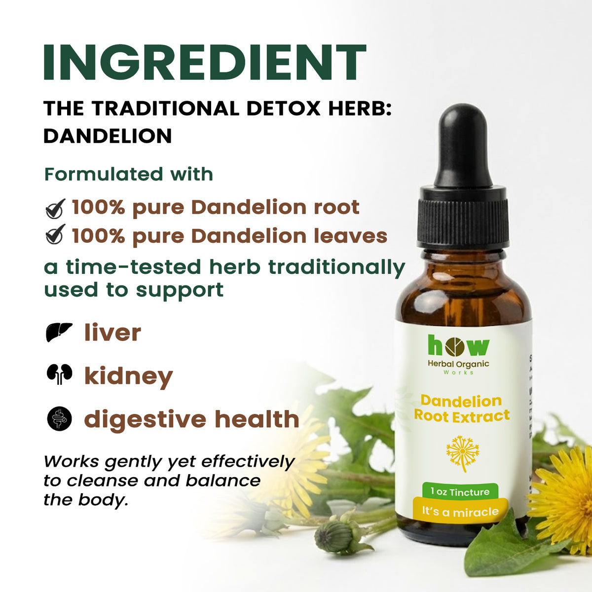 Dandelion root extract ingredients