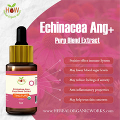 Echinacea Ang+