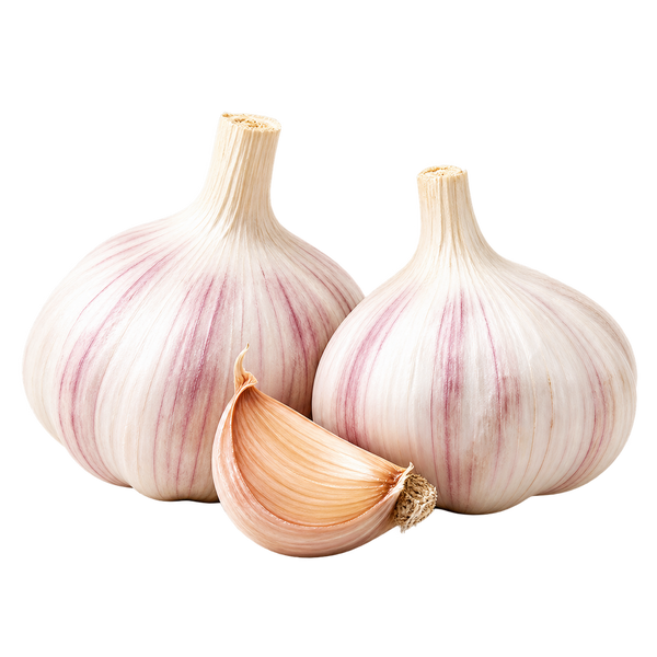 GARLIC