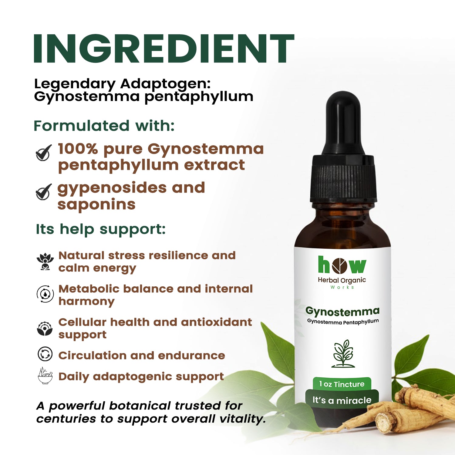 Gynostemma tincture ingredients