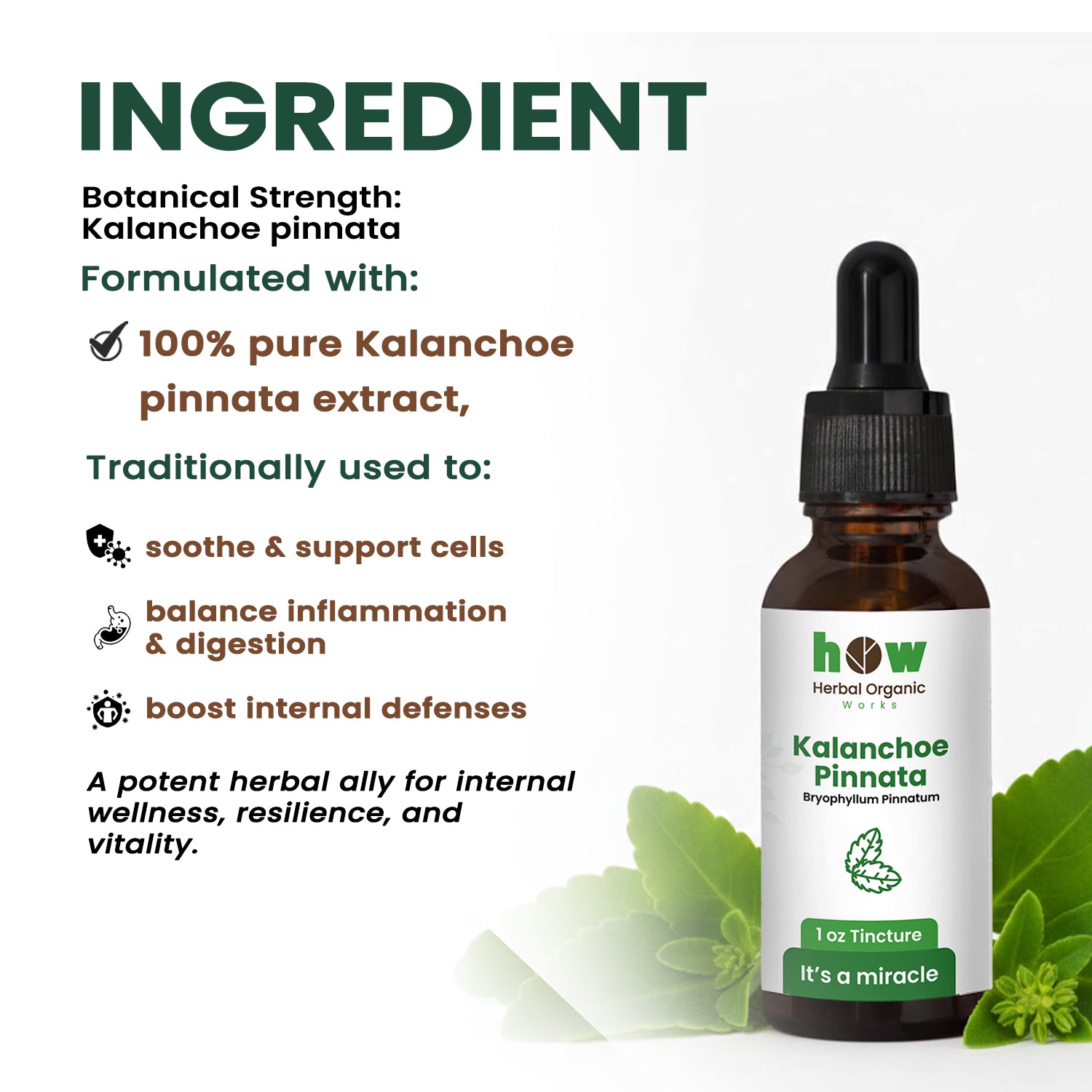 Kalanchoe pinnata Tincture ingredients