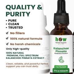 Kalanchoe pinnata Tincture quality