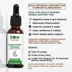 Kalanchoe pinnata Tincture uses
