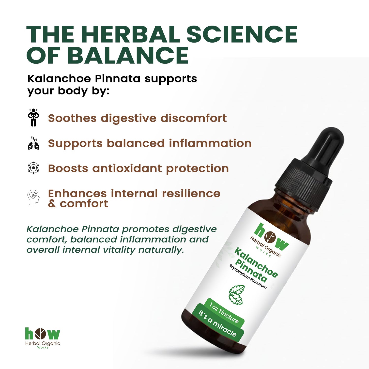 Kalanchoe pinnata Tincture works