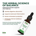 Kalanchoe pinnata Tincture works