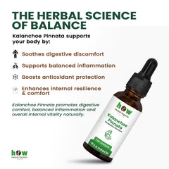 Kalanchoe pinnata Tincture works