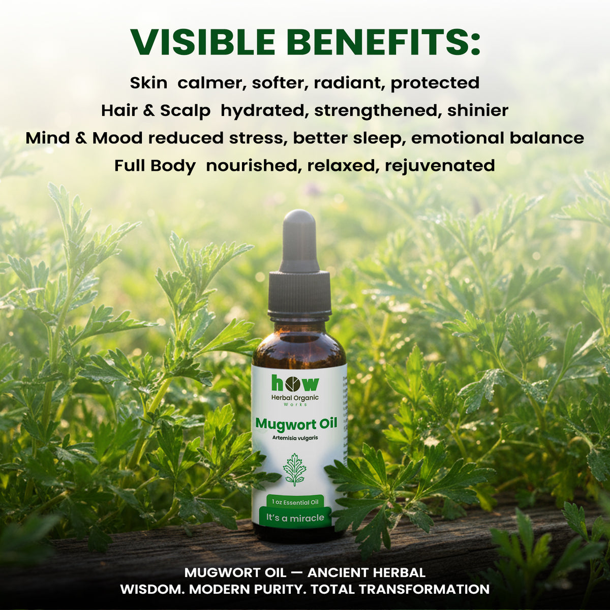  Mugwort oil benefits