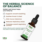 Mullein Leaf extract work