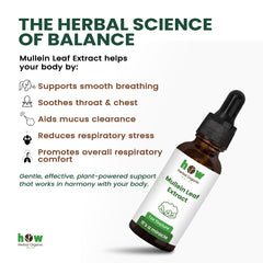 Mullein Leaf extract work