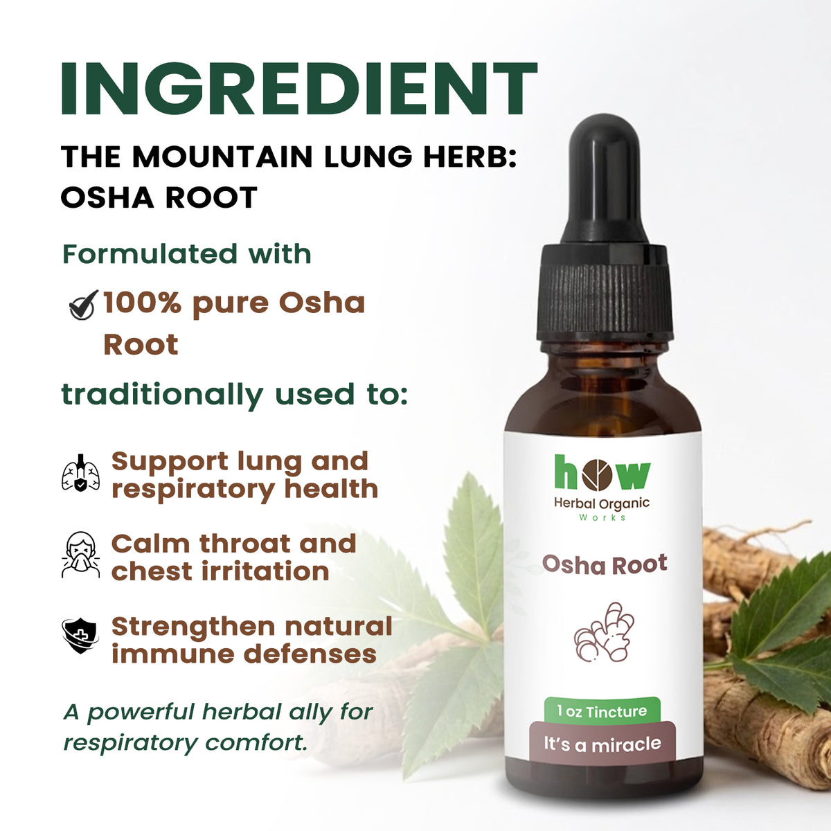Osha Root extract ingredients