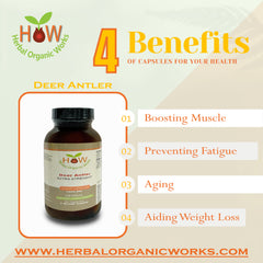 Deer Antler | Bone Health