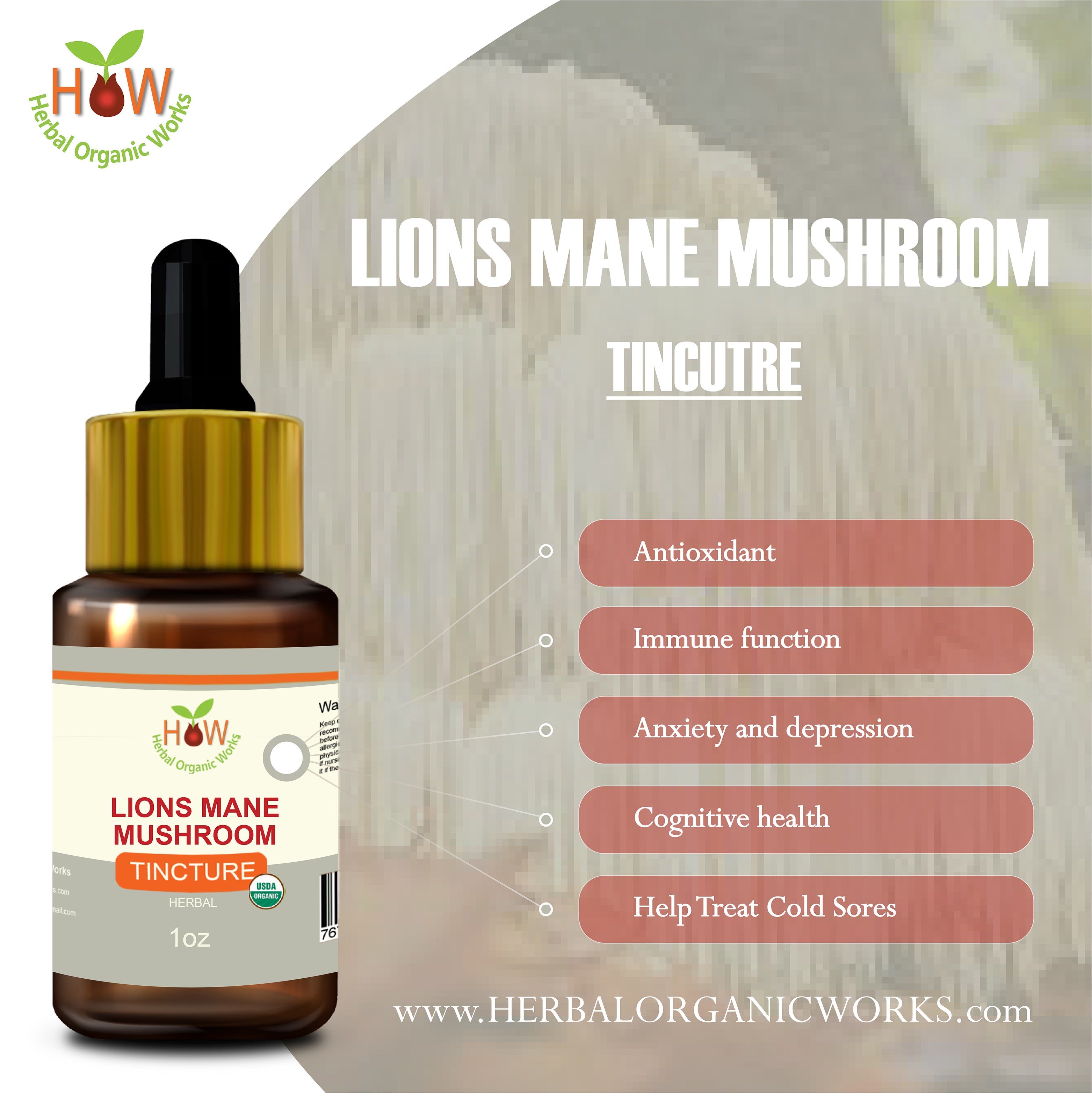 LION's MANE MUSHROOM